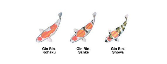 5-ginrin.jpg 5-ginrin.jpg